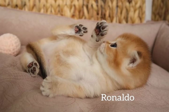 ふわっふわの赤毛の子猫…とっても柔らかそうな肉球です！さ、触りた～い！！