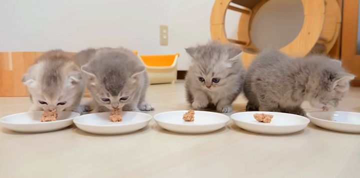 離乳食を食べる子猫達