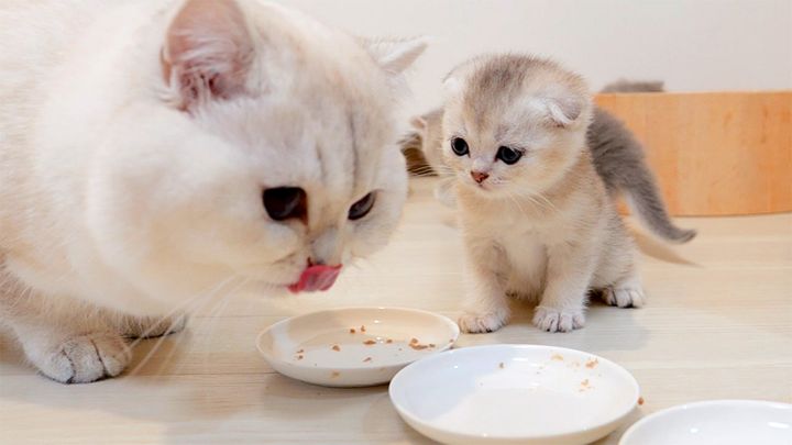 ご飯をパパに取られた子猫