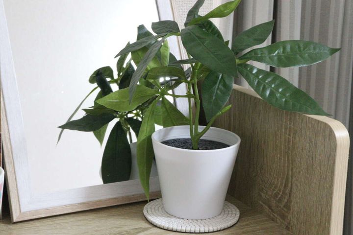 ダイソー グリーンポット（1） インテリア