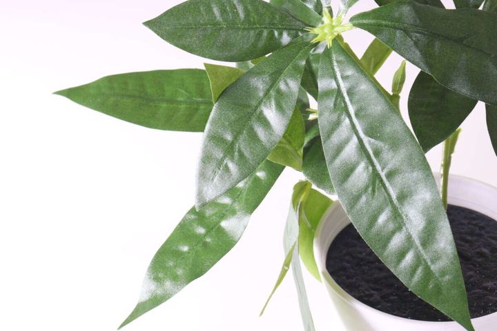 ダイソー グリーンポット（1） インテリア 葉っぱ