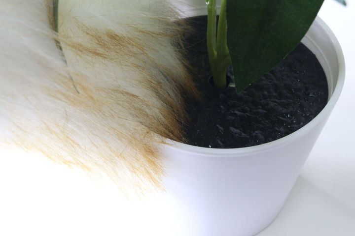 ダイソー グリーンポット（1） インテリア 土 お手入れ
