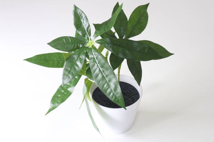 ダイソー グリーンポット（1）