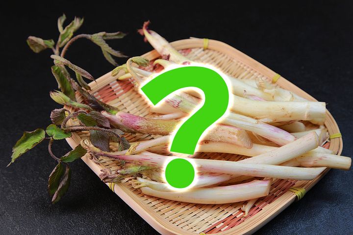 白い枝のような「ウド」