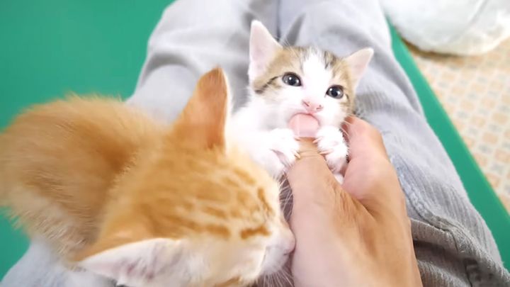 膝の上で甘える子猫