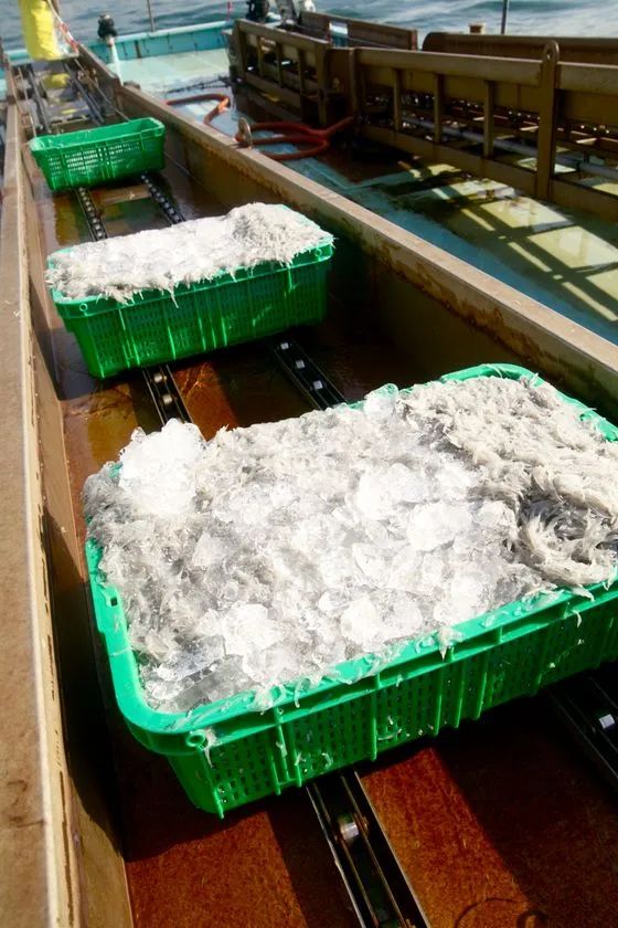 水揚げ後に運ばれていく淡路島の生しらす