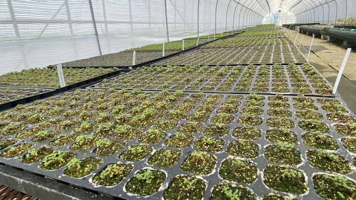 輸入苗木を日本の環境に適応させるために育成している施設内の様子