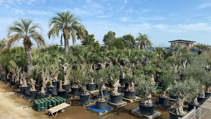 群馬県邑楽郡千代田町にグランドオープンする植栽専門大型プロショップKayu style Botaniqa Atelierの外観