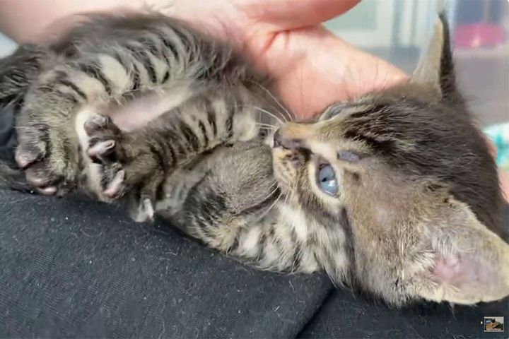 保護されたばかりの手のひらサイズの子猫…もしかしてお母さんを探してる！？