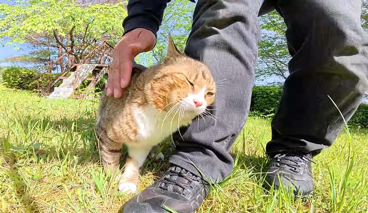 スリスリが止まらない猫