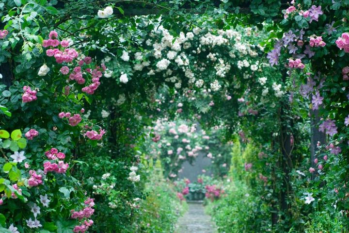 ピンクと白、どちらも小輪のつるバラを絡ませたアーチ。薄紫色のクレマチスも控えめにプラスして色のつながりと花形に変化をつけています。