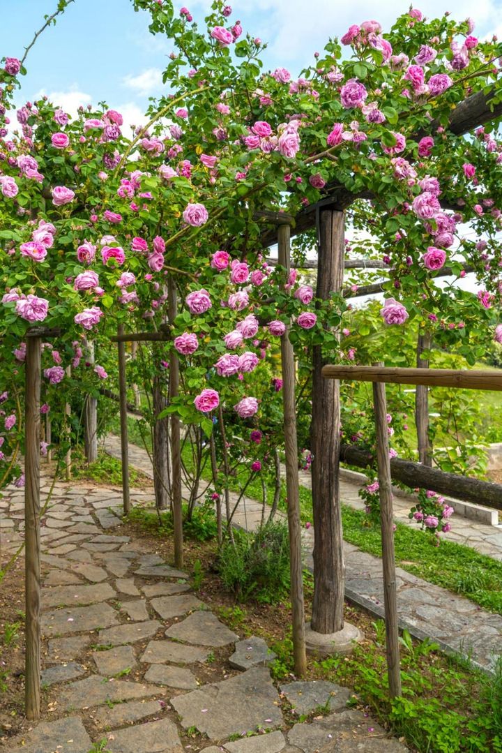 ブルボン系のオールドローズを細めの木のアーチや柵に這わせています。ブルボン系は中輪で香りがよい品種が多く、オールドローズの中では珍しい四季咲き性の品種もあります。