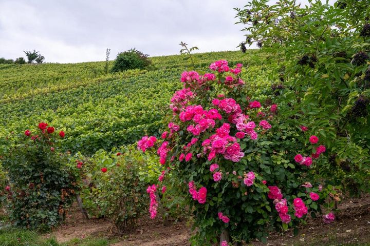 フランスのブドウ畑の縁に植えられたバラ。諸説ありますが、バラがブドウの病害虫を知らせる役目を果たすとも言われ、フランスだけでなく日本の山梨県でも見られる情景です。