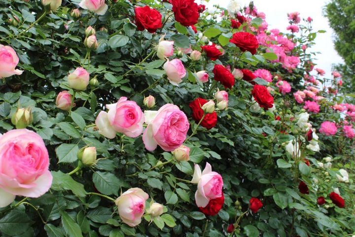 4月下旬のバラ管理、“肥料ストップ”が鍵！知らないと失敗するタイミングとは？