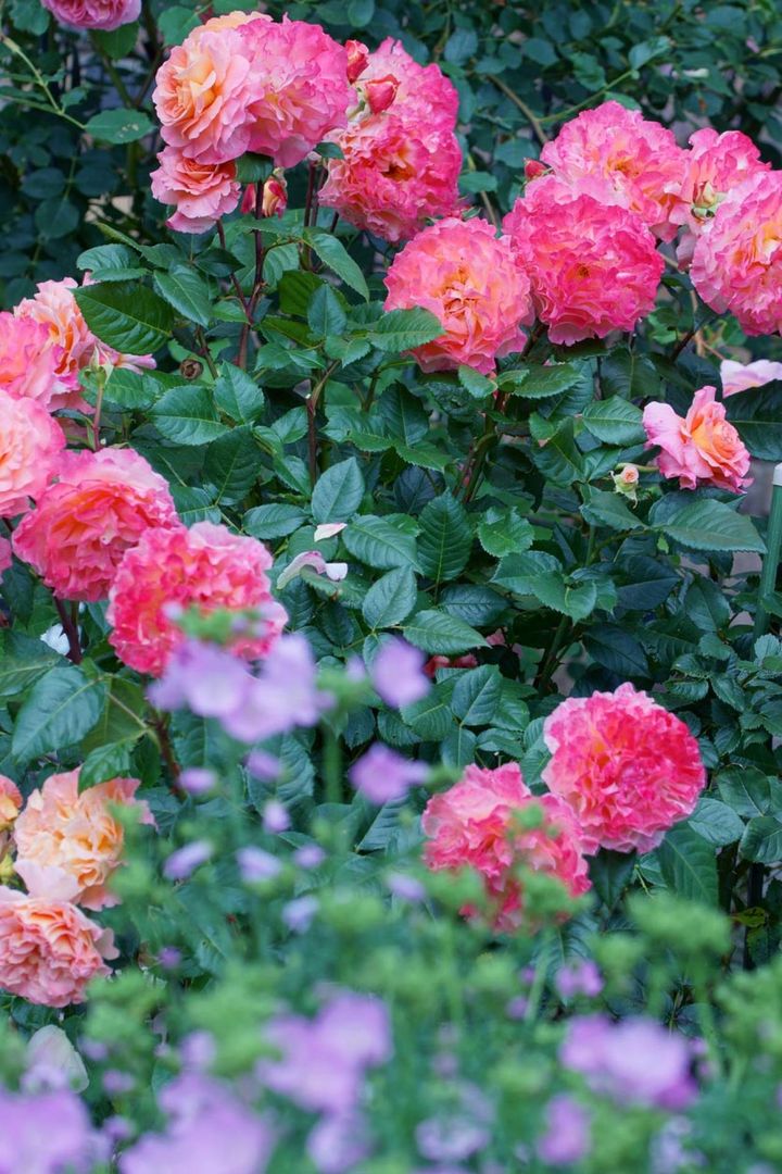 ドイツの公園に咲くサーモンピンクの‘アウグスタ ルイーゼ’。ドイツ生まれのバラで日本でも販売されています。樹高は1mほどで、花弁がフリルを帯びた八重咲きの花はとても華やか。