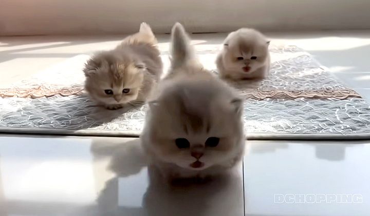 向かってくる子猫達