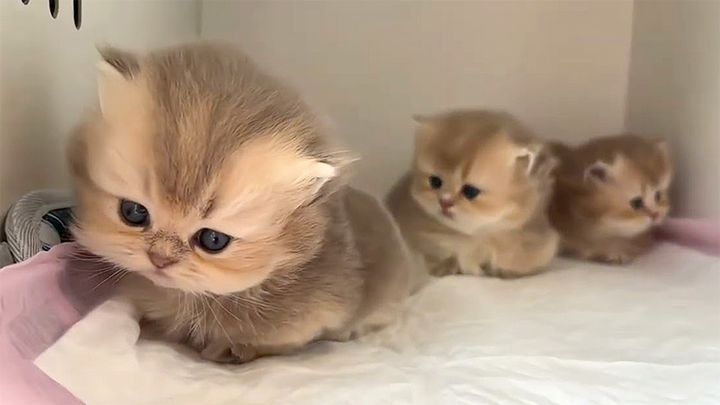 丸くなる子猫達