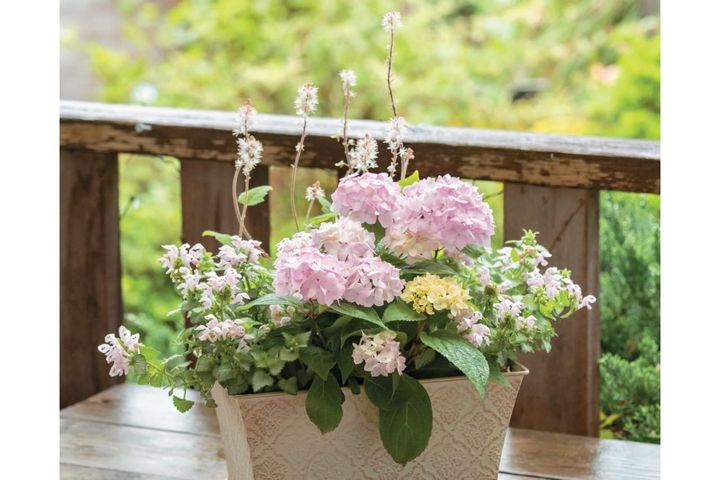 人気ガーデナー土谷ますみさんが作り方を伝授【小さなアジサイの寄せ植え】同系色でまとめてやさしげな印象に