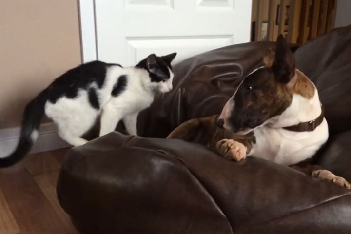 一見仲悪い…？と思うほどにらみ合う犬と猫。よーく見てみると……