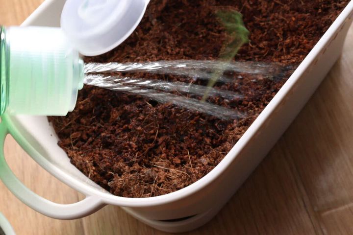 シャワータイプ植物活力剤（500mL、全植物用） 使用例