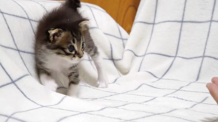 やんのかステップを披露する子猫