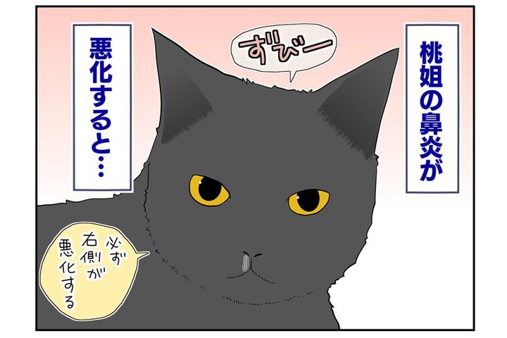 【マンガ・老猫日誌＃52】不思議な力に導かれて〜19歳の元保護猫・桃姐