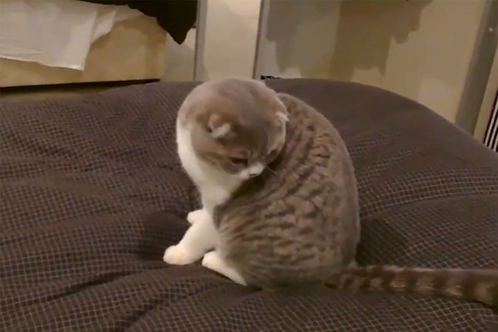 子猫は、自分がなめているものが「しっぽ」だとわかってない！？