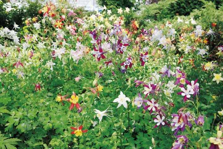 4月27日の花とは？【366日の誕生花と幸せの花言葉】