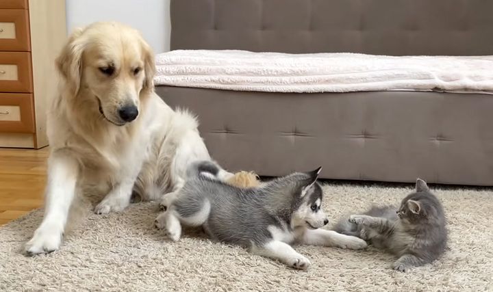 子猫に興味津々のハスキー犬