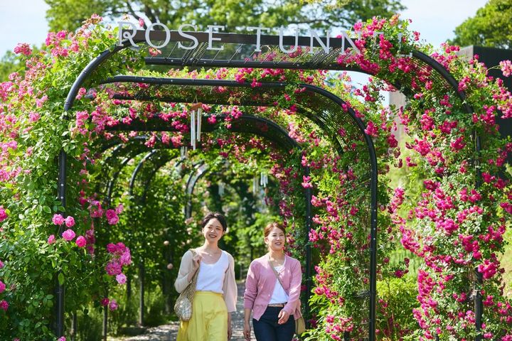 バラのトンネル