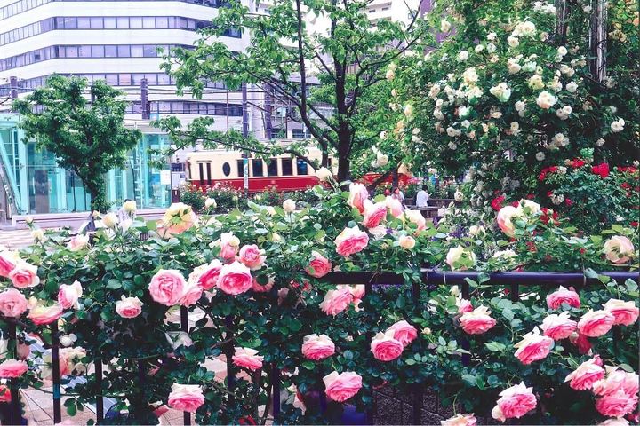 第25回大塚バラまつり