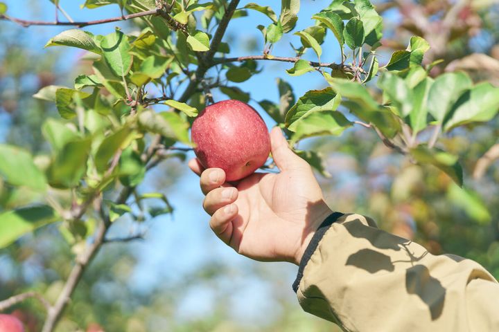 樹に実るふじりんご