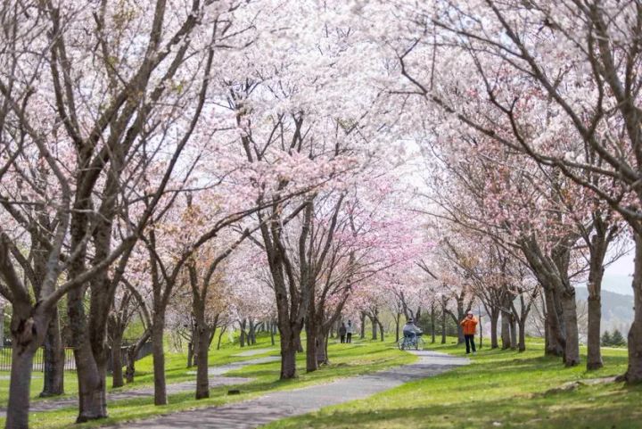 ニセコユナイテッドのリフトと雪山が広がるゴールデンウィークも営業するゲレンデ