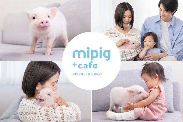 【富山県高岡市】マイクロブタとのふれあいを楽しめる「mipig cafe イオンモール高岡店」オープン！