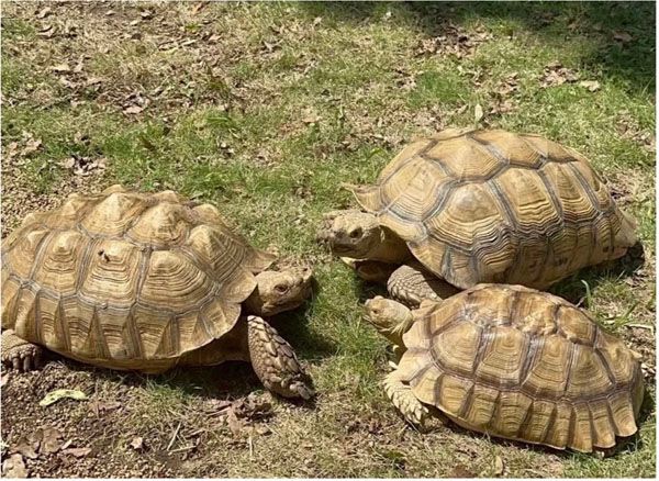 【熊本県水俣市】BBQやスポーツ大会など1日中楽しめる体験型企画が満載の「モンヴェール農山のGW」開催
