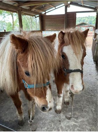 【熊本県水俣市】BBQやスポーツ大会など1日中楽しめる体験型企画が満載の「モンヴェール農山のGW」開催