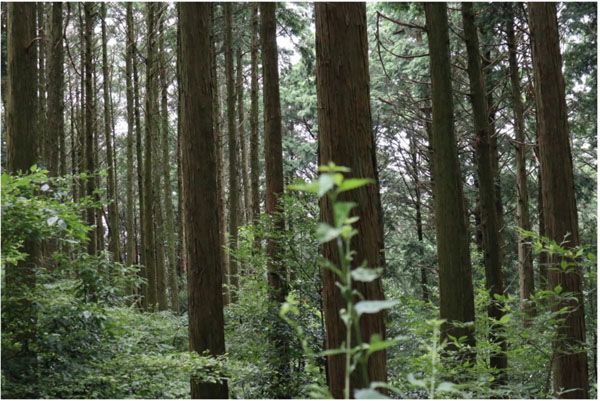 【熊本県水俣市】BBQやスポーツ大会など1日中楽しめる体験型企画が満載の「モンヴェール農山のGW」開催