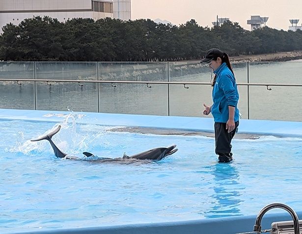 「海豚プール」には浅瀬が設けられており、タイミングが合えば浅瀬で遊ぶイルカたちを見ることもできる