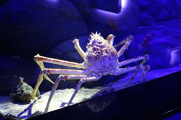 深海に生息するタカアシガニ。四国の漁港には深海の生物も水揚げされている