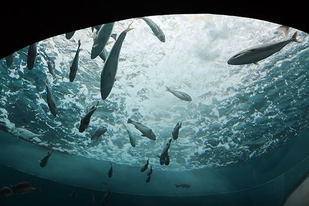 激しい流れの下で、力強く泳ぐ魚たちにも注目