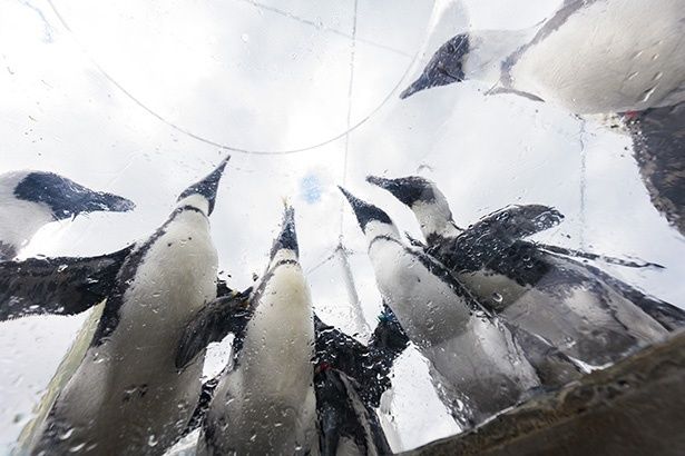 設置されたドームから顔を出せば、間近にペンギンを観察することもできる 提供：四国水族館