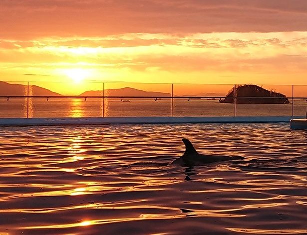 夕陽と「海豚プール」 提供：四国水族館