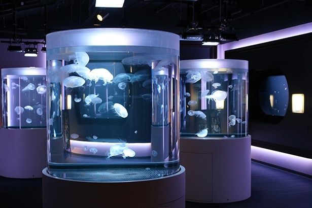 海月ゾーンには、クラゲたちがゆらゆらと舞う幻想的な風景が広がる