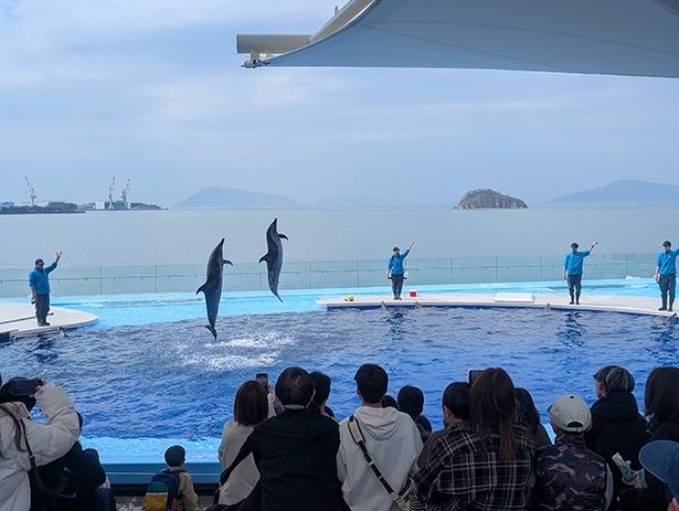 瀬戸内海を背景に行われるイルカプレイングタイム