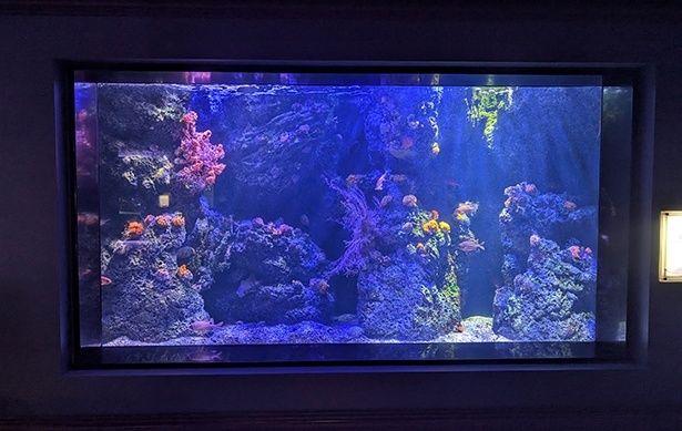 水槽に額縁のような装飾を施した展示風景
