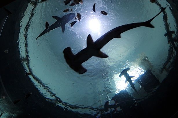 直径4.5メートルの丸窓を見上げると、アカシュモクザメのフォルムがよくわかる。両側に突き出た特徴的な眼は、砂に潜っている獲物の位置を正確に知るための役割を果たすと考えられている