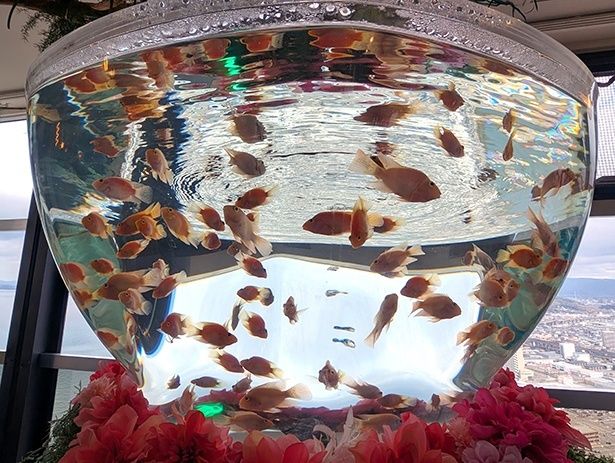 地球を半分にしたイメージの「愛の球体」の中を、ビビッドカラーの魚たちが泳ぐ