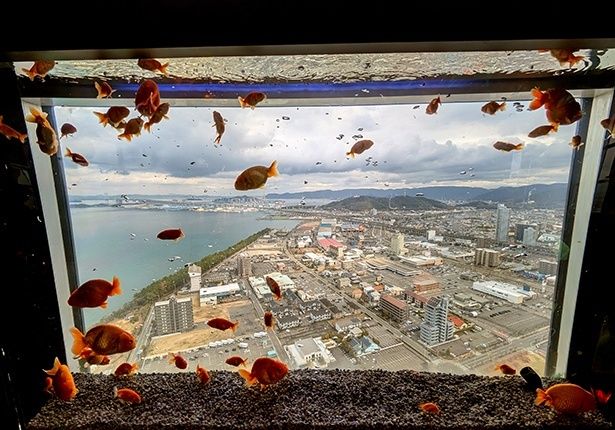 街並みを背景に泳ぐ金魚たち。非日常の不思議空間だ