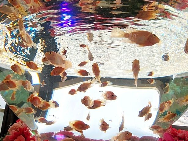 天空のアクアリウム「ソラキン」