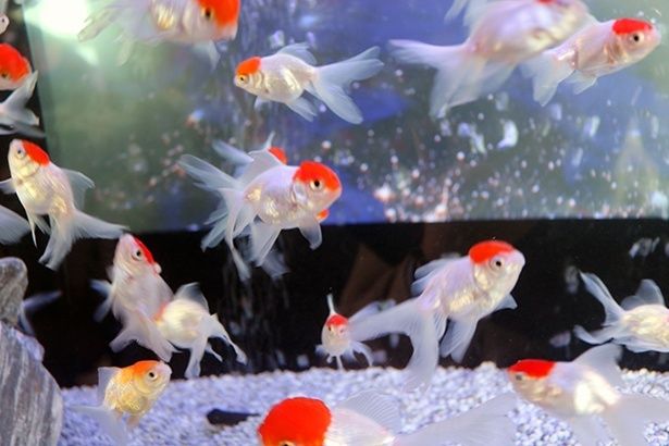 写真の丹頂のほか、和蘭獅子頭など、さまざまな種類の金魚たちが泳ぐ
